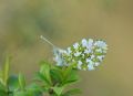 Anthocharis cardamines